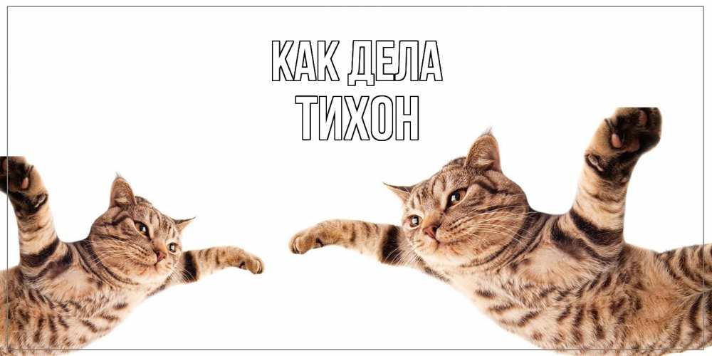 Открытка на каждый день с именем, Тихон Как дела кот Прикольная открытка с пожеланием онлайн скачать бесплатно 