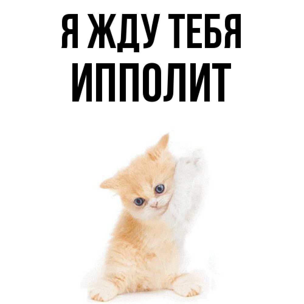 Открытка на каждый день с именем, Ипполит Я жду тебя зверушки и милота Прикольная открытка с пожеланием онлайн скачать бесплатно 