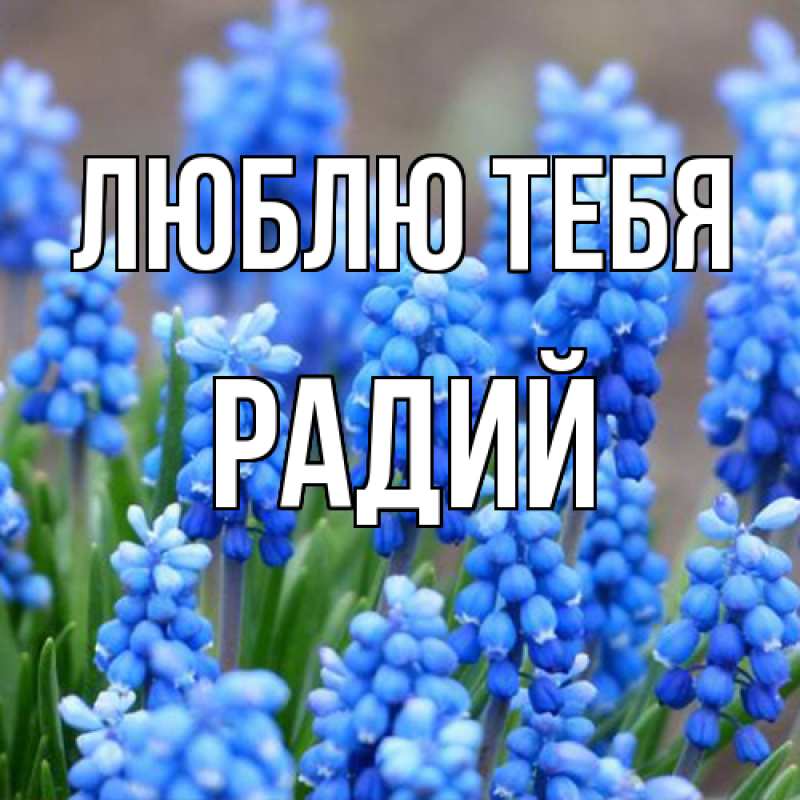 Картинка Люблю тебя, Радий