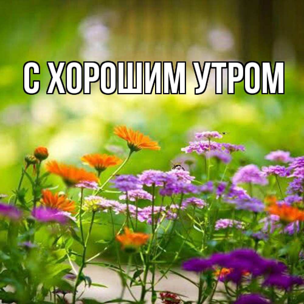 Открытка на каждый день с именем, Ашот Люблю тебя цветы Прикольная открытка с пожеланием онлайн скачать бесплатно 