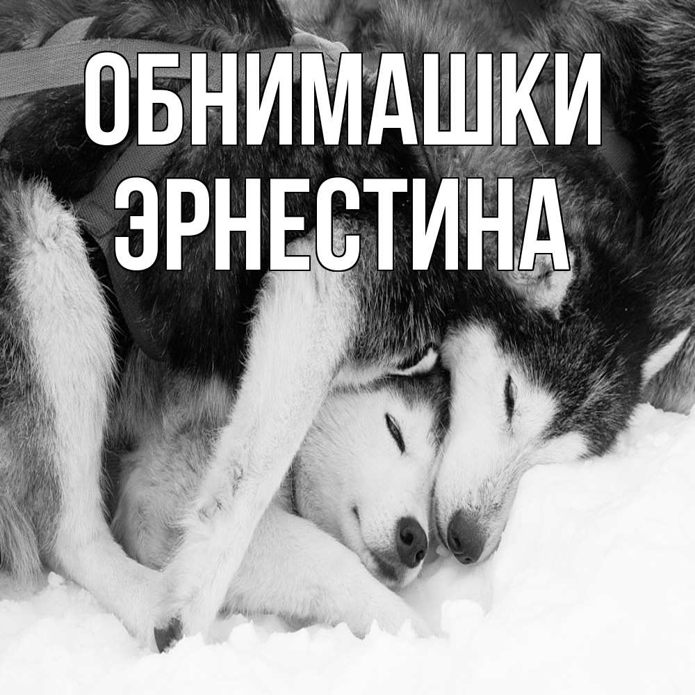 Открытка на каждый день с именем, Эрнестина Обнимашки собачки в упряжке Прикольная открытка с пожеланием онлайн скачать бесплатно 