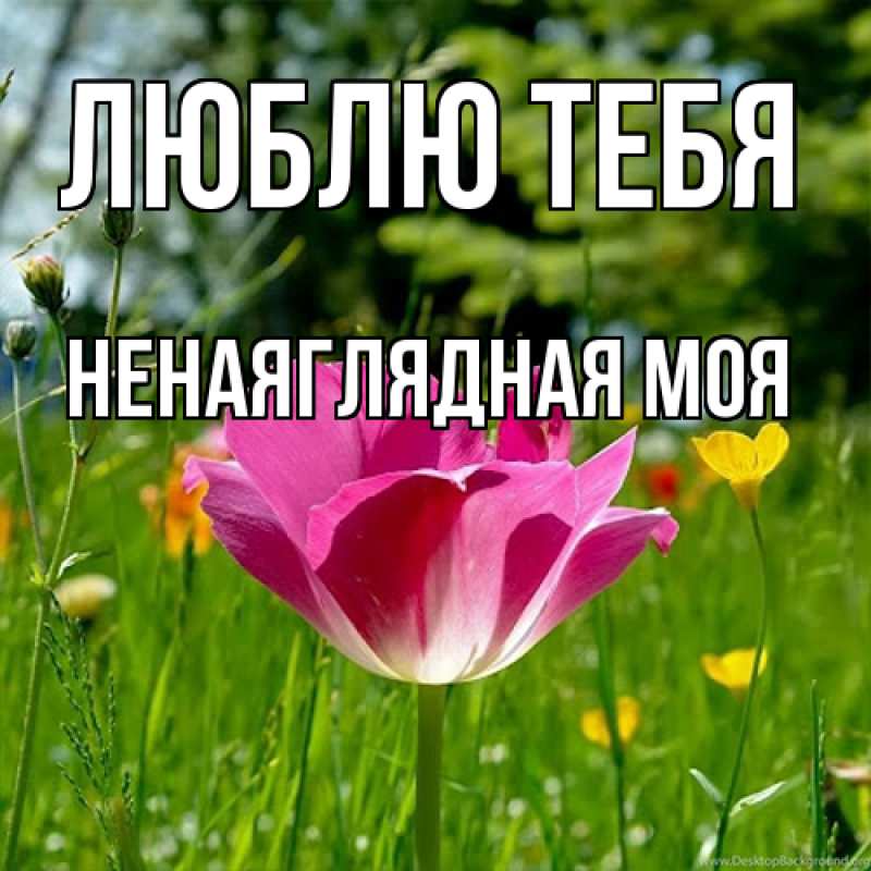 Картинка Люблю тебя, Ненаяглядная моя