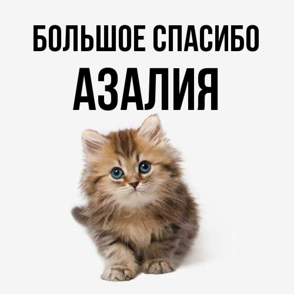 Открытка на каждый день с именем, Азалия Большое спасибо пушистый котик Прикольная открытка с пожеланием онлайн скачать бесплатно 