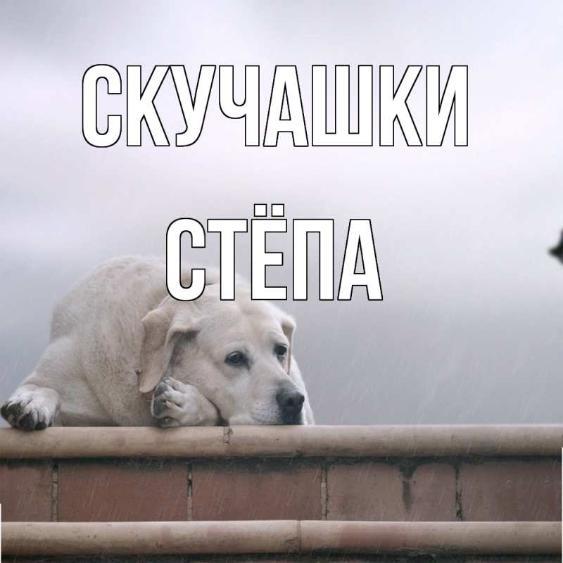 Картинка Скучашки, Стёпа