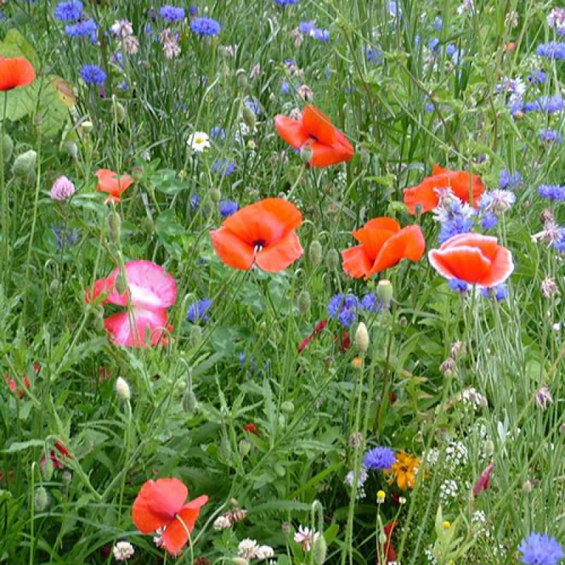 Картинка Люблю тебя, Коля