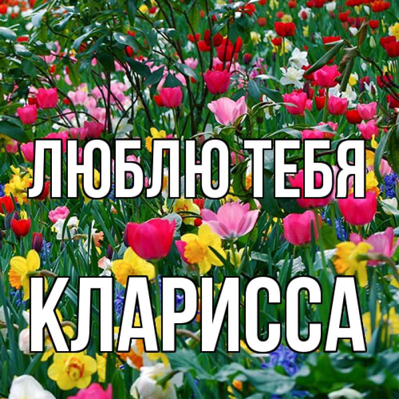 Картинка Люблю тебя, Кларисса