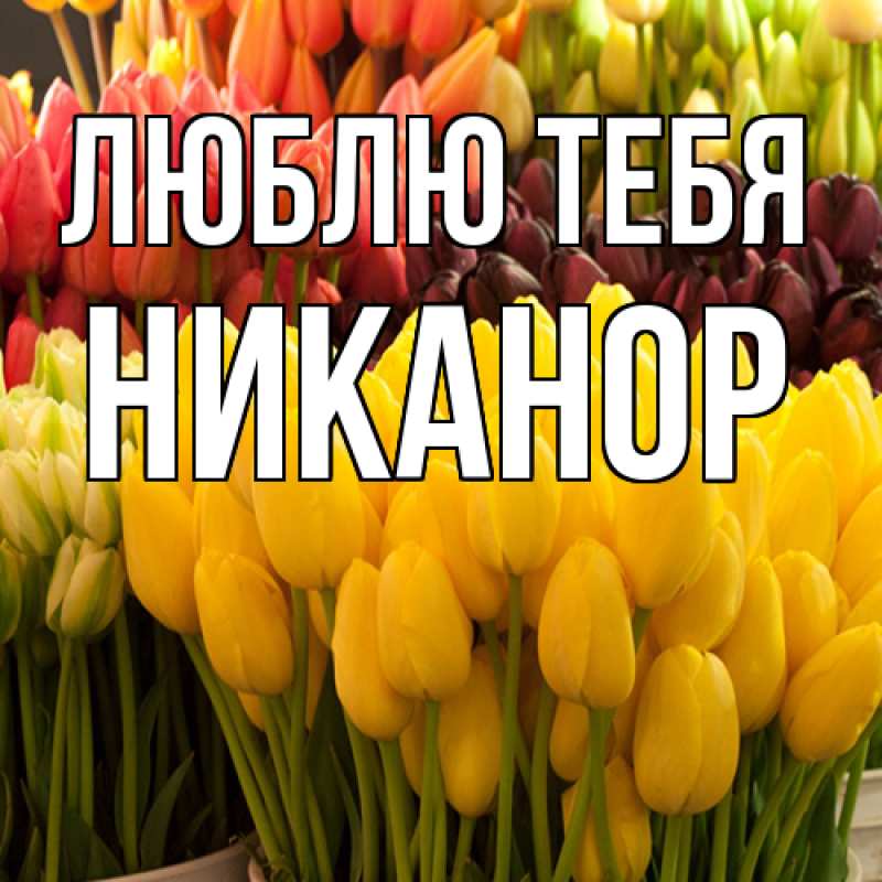 Картинка Люблю тебя, Никанор