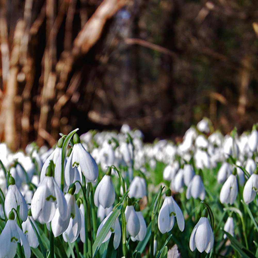 Открытка на каждый день с именем, Коля Люблю тебя с подснежниками 1 Прикольная открытка с пожеланием онлайн скачать бесплатно 