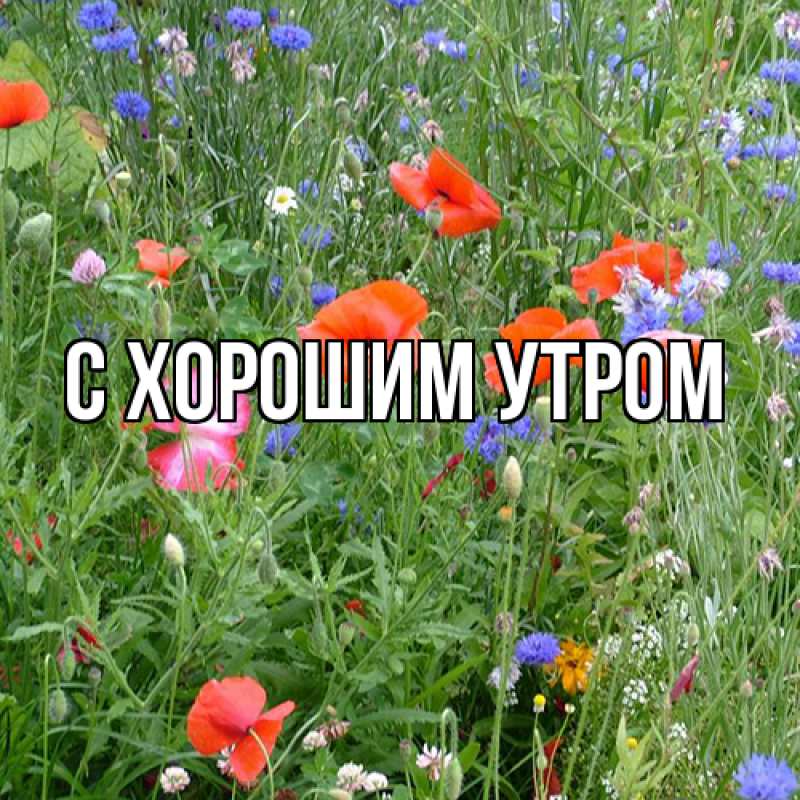 Картинка Люблю тебя, Варя