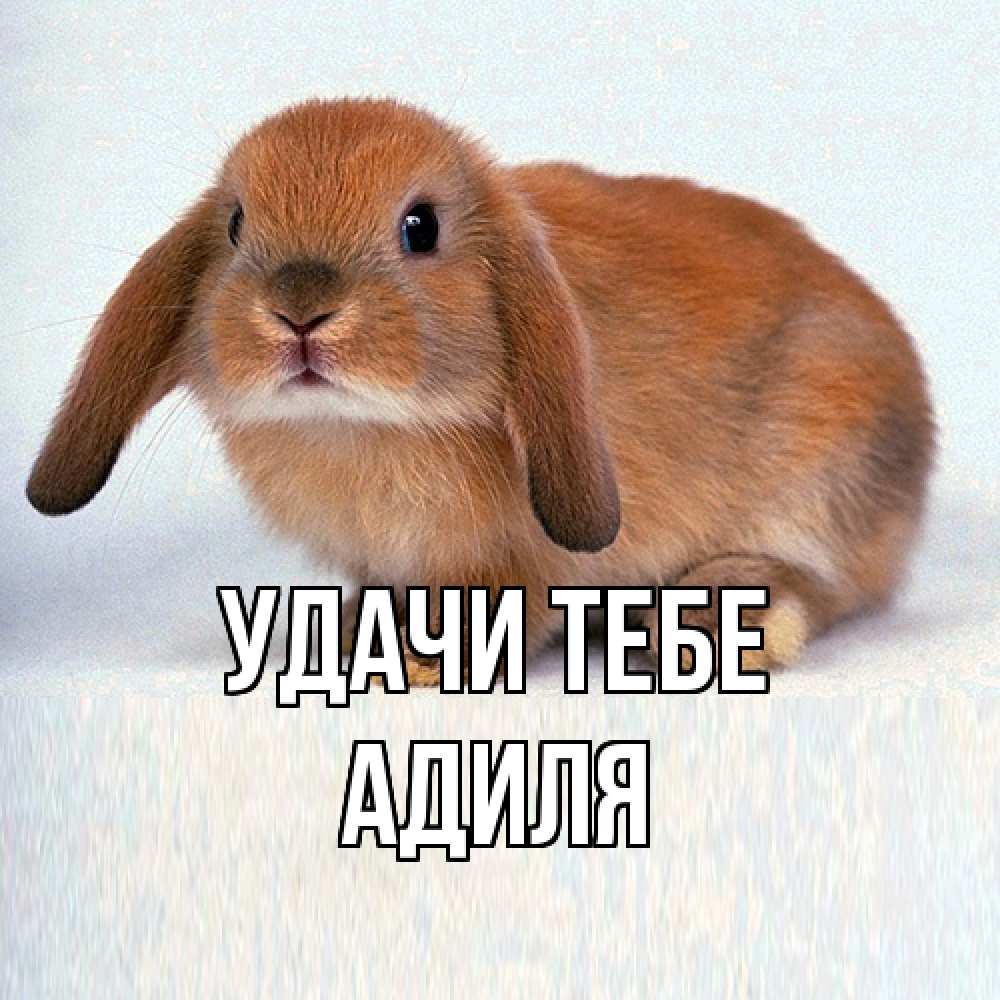 Открытка на каждый день с именем, Адиля Удачи тебе вставить текст в открытку по выбору Прикольная открытка с пожеланием онлайн скачать бесплатно 