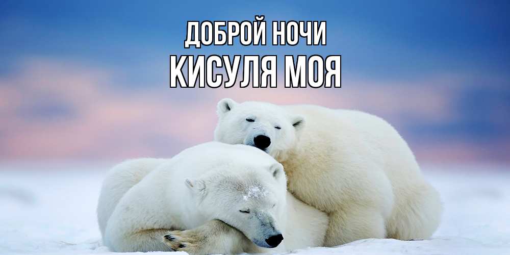 Открытка на каждый день с именем, Кисуля-моя Доброй ночи белые медведи спят в обнимку Прикольная открытка с пожеланием онлайн скачать бесплатно 