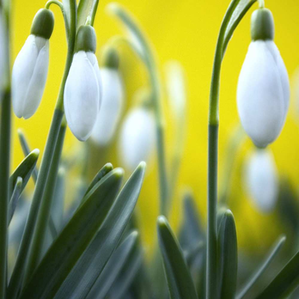 Открытка на каждый день с именем, Франсуаза Люблю тебя весенние цветы Прикольная открытка с пожеланием онлайн скачать бесплатно 