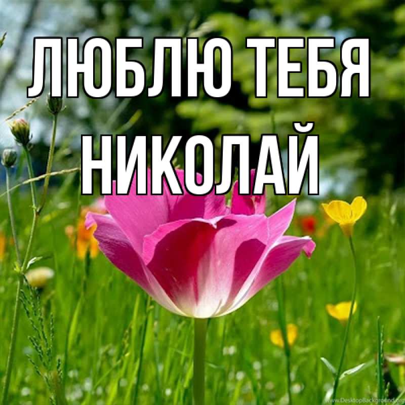 Картинка Люблю тебя, Николай
