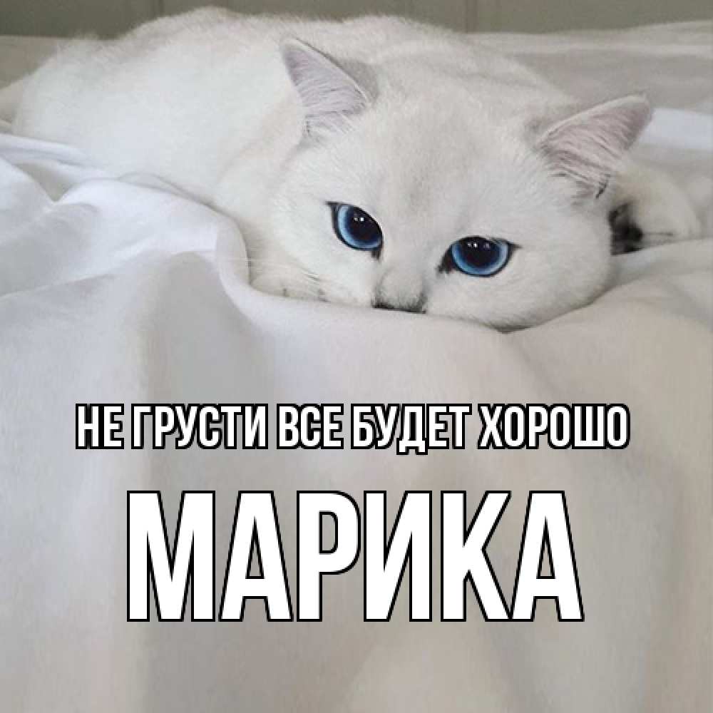 Открытка на каждый день с именем, Марика Не грусти все будет хорошо белый кот с голубыми глазами на белоснежной кровати Прикольная открытка с пожеланием онлайн скачать бесплатно 