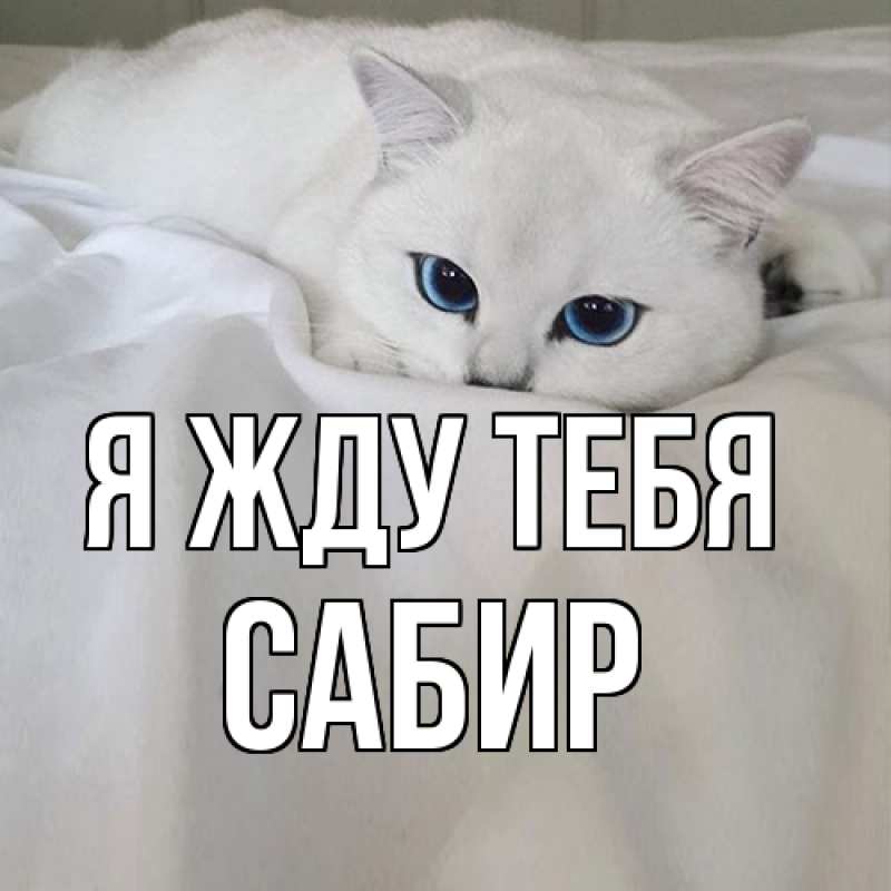 Картинка Я жду тебя, Сабир