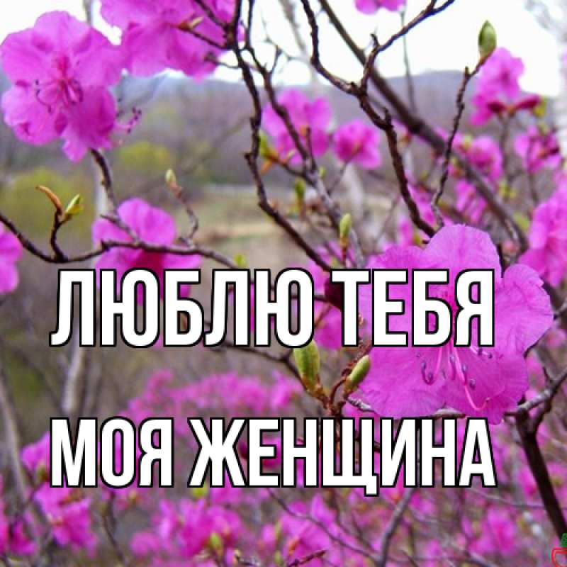 Картинка Люблю тебя, Моя женщина