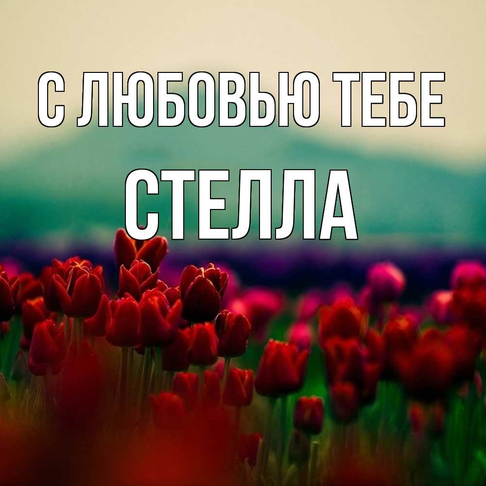 Открытка на каждый день с именем, Стелла С любовью тебе тюльпаны 4 Прикольная открытка с пожеланием онлайн скачать бесплатно 
