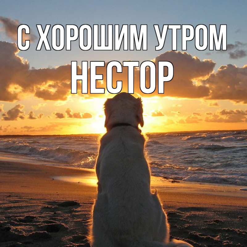 Картинка С хорошим утром, Нестор