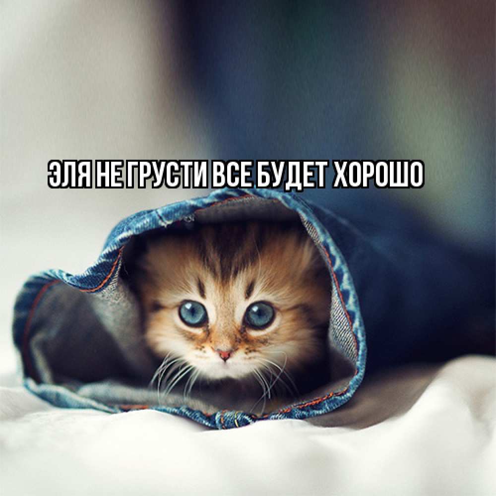 Открытка на каждый день с именем, Эля Не грусти все будет хорошо рыжик котик Прикольная открытка с пожеланием онлайн скачать бесплатно 