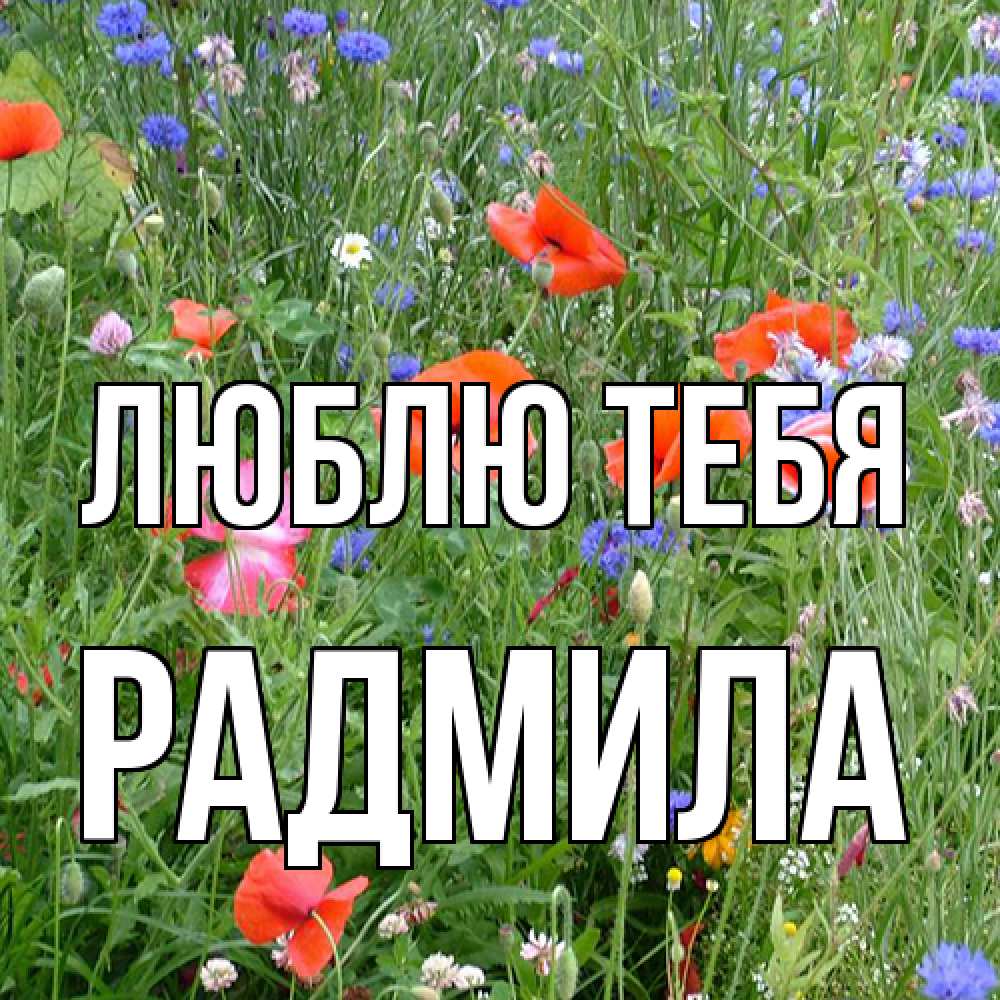 Открытка на каждый день с именем, Радмила Люблю тебя международный женский день 4 Прикольная открытка с пожеланием онлайн скачать бесплатно 