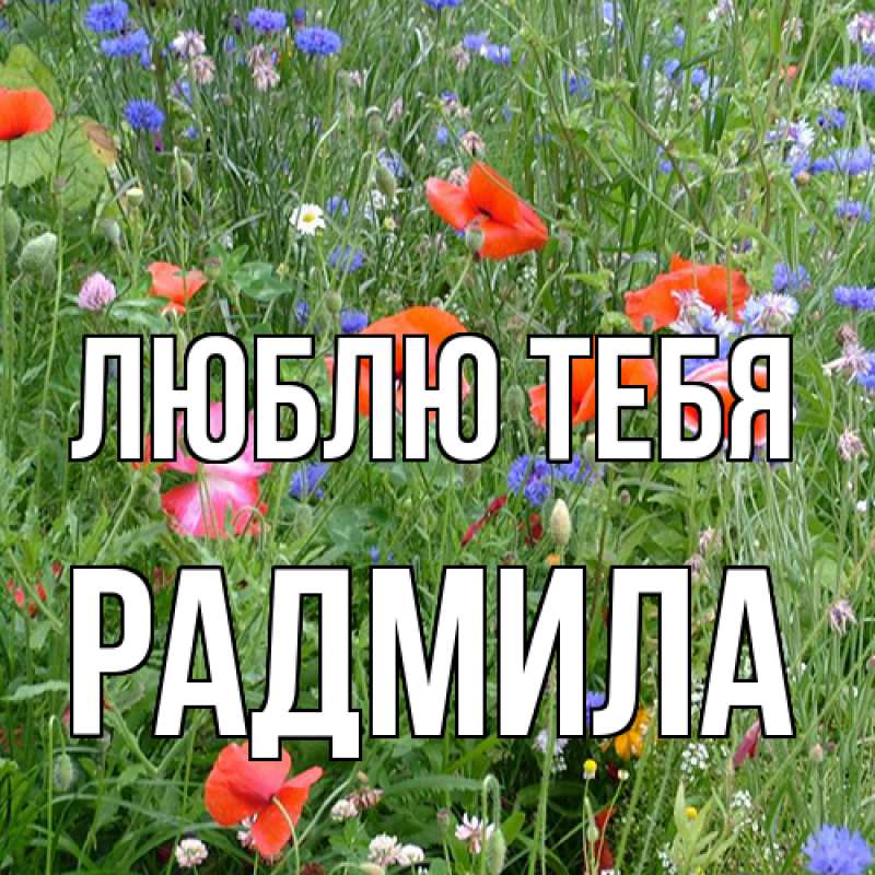 Картинка Люблю тебя, Радмила