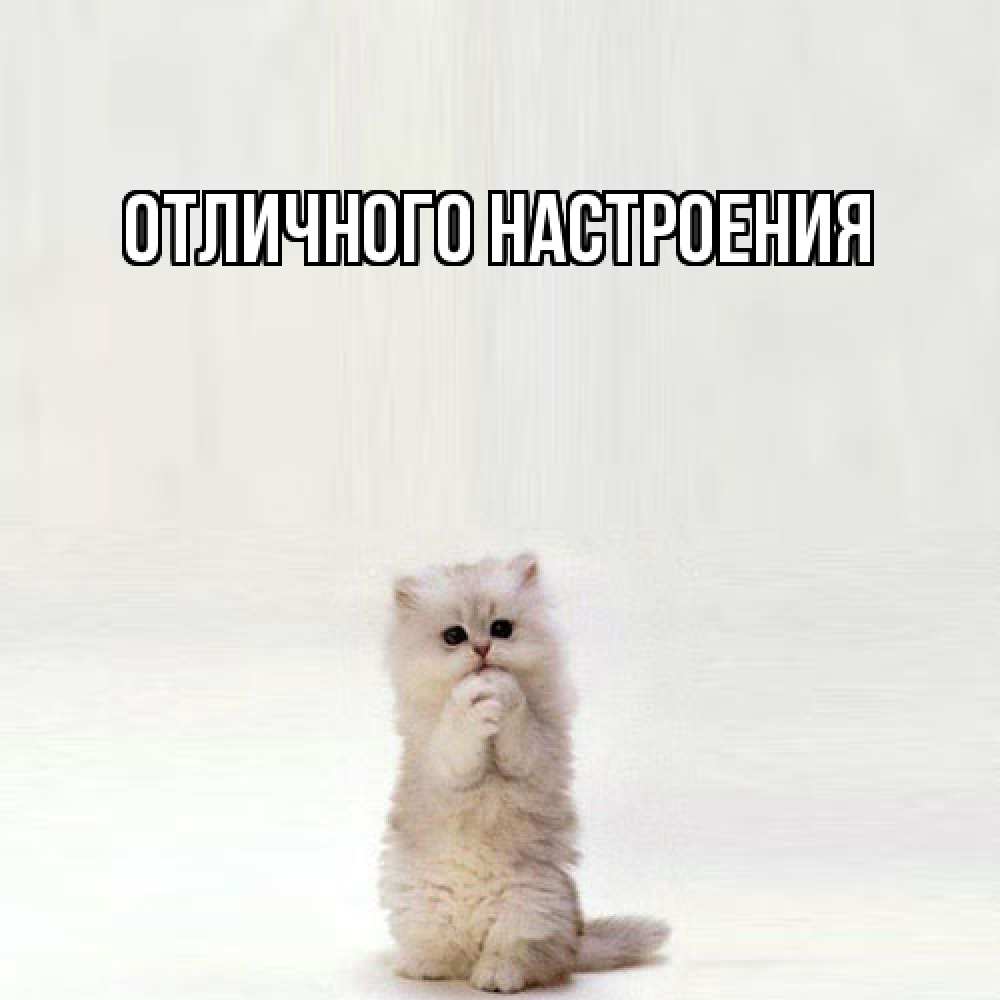 Открытка на каждый день с именем, Киска-моя Я жду тебя кот стоит на задних лапах Прикольная открытка с пожеланием онлайн скачать бесплатно 
