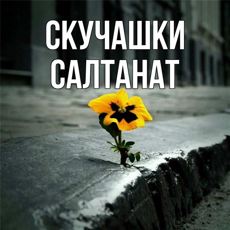 Картинка Скучашки, Салтанат