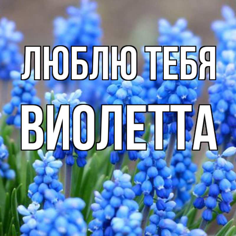 Картинка Люблю тебя, Виолетта