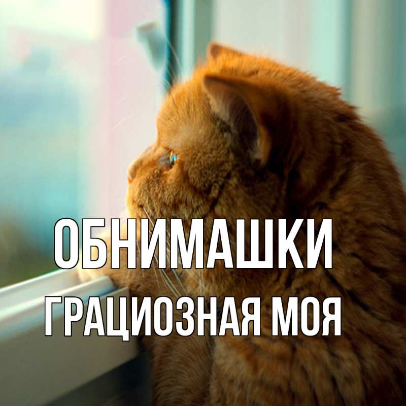 Картинка Обнимашки, Грациозная моя