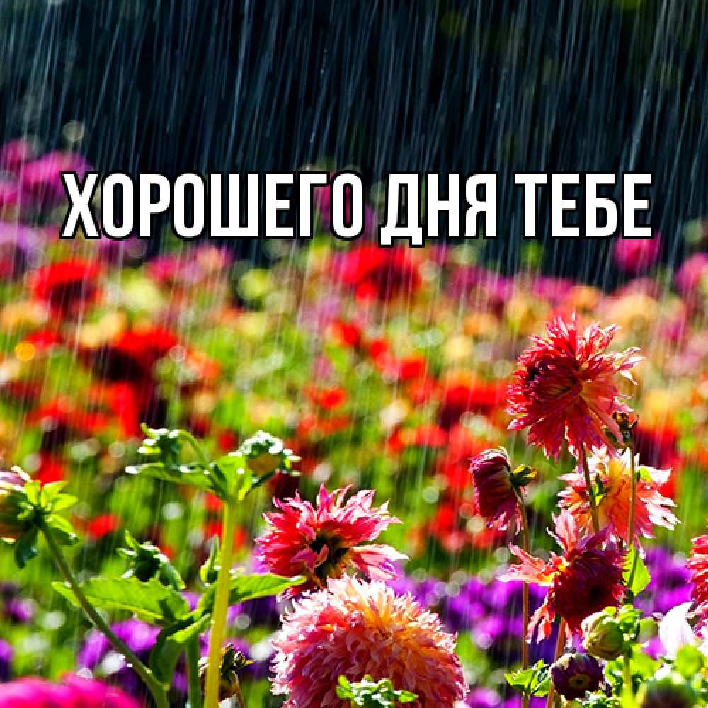 Открытка на каждый день с именем, Родной Люблю тебя цветы под дождиком к международному женскому дню Прикольная открытка с пожеланием онлайн скачать бесплатно 
