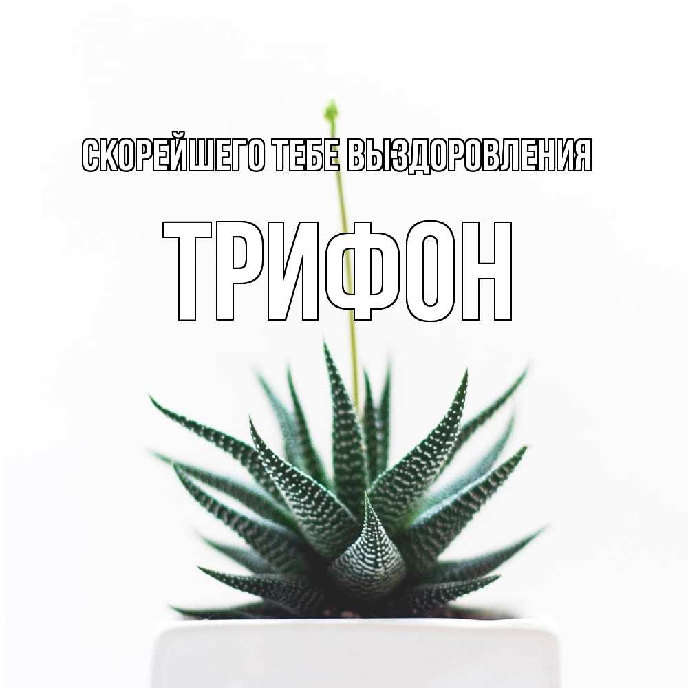 Открытка на каждый день с именем, Трифон Скорейшего тебе выздоровления короче это непонятная колючка Прикольная открытка с пожеланием онлайн скачать бесплатно 