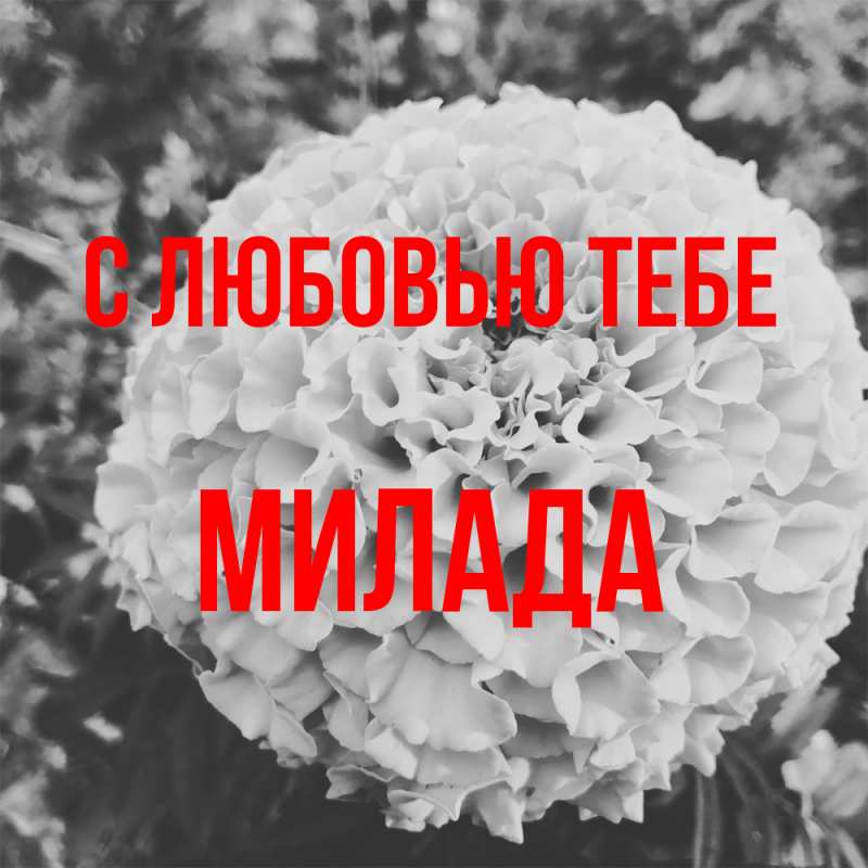 Картинка С любовью тебе, Милада
