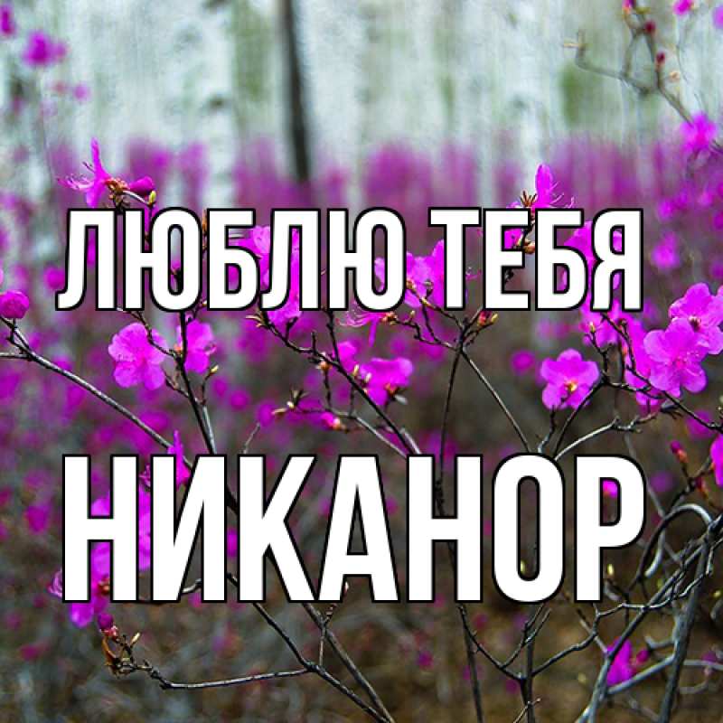 Картинка Люблю тебя, Никанор