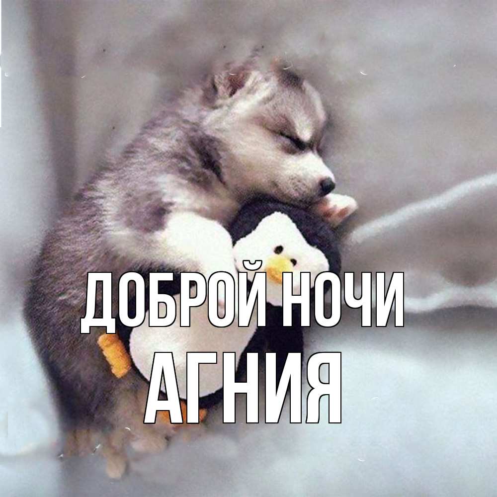 Открытка на каждый день с именем, Агния Доброй ночи обнимашки щенка и пингвина Прикольная открытка с пожеланием онлайн скачать бесплатно 