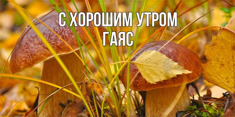 Картинка С хорошим утром, Гаяс