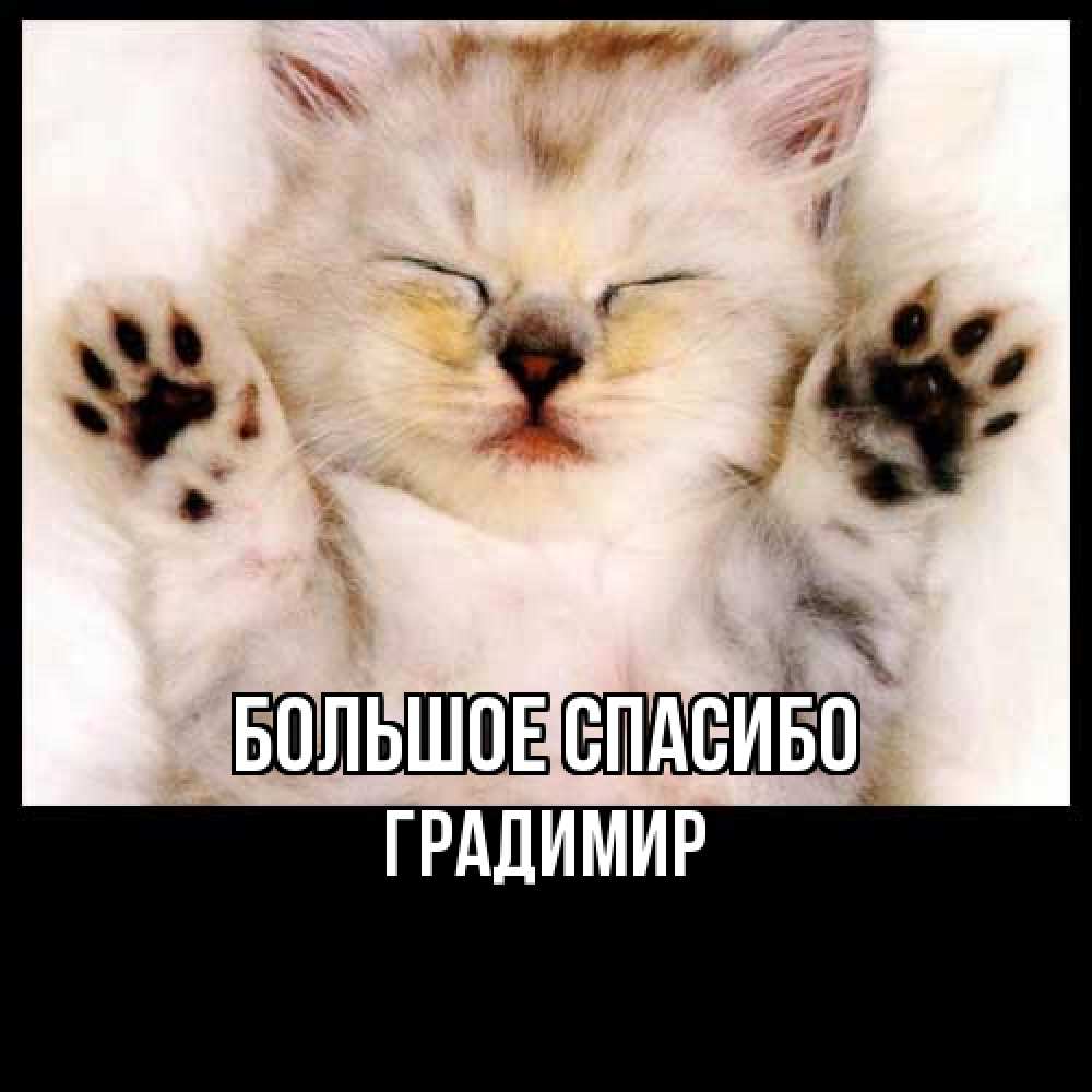Открытка на каждый день с именем, Градимир Большое спасибо маленький котенок Прикольная открытка с пожеланием онлайн скачать бесплатно 