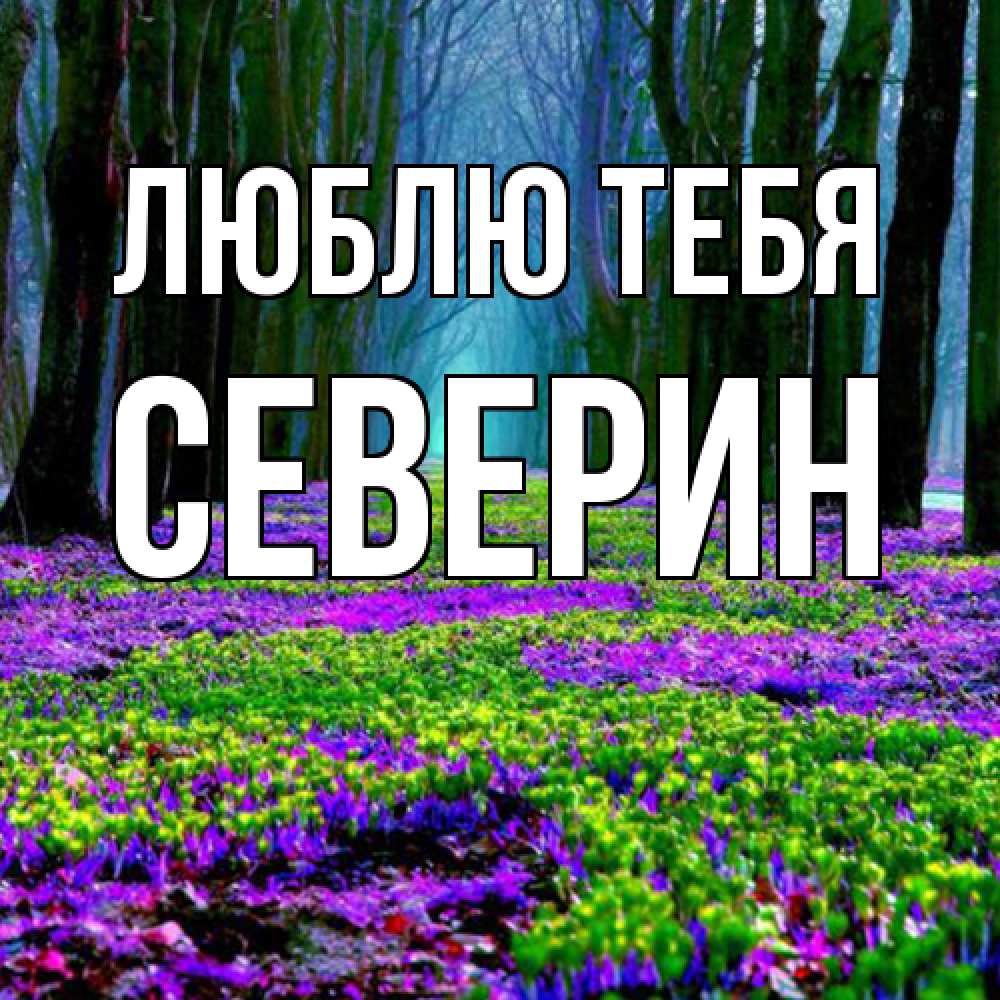 Открытка на каждый день с именем, Северин Люблю тебя фиолетовые цветы в лесу 1 Прикольная открытка с пожеланием онлайн скачать бесплатно 