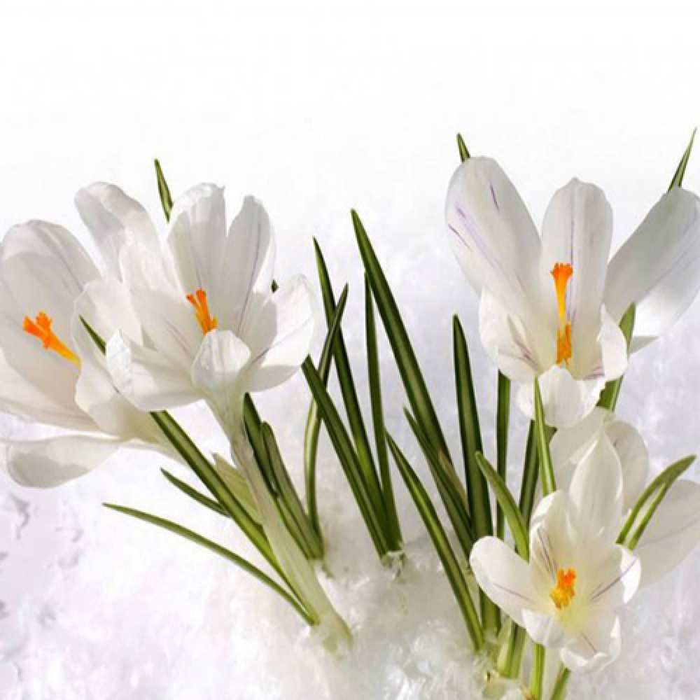 Открытка на каждый день с именем, Коля Люблю тебя под снегом Прикольная открытка с пожеланием онлайн скачать бесплатно 