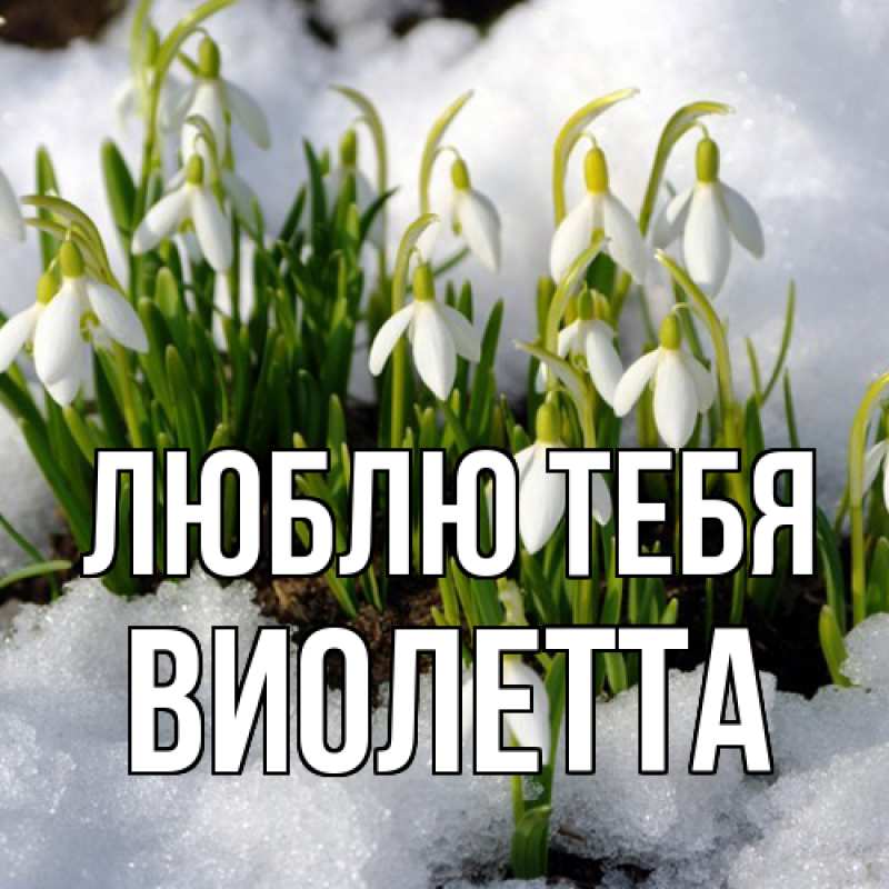 Картинка Люблю тебя, Виолетта