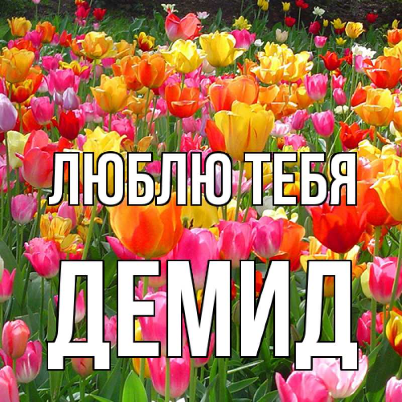 Картинка Люблю тебя, Демид