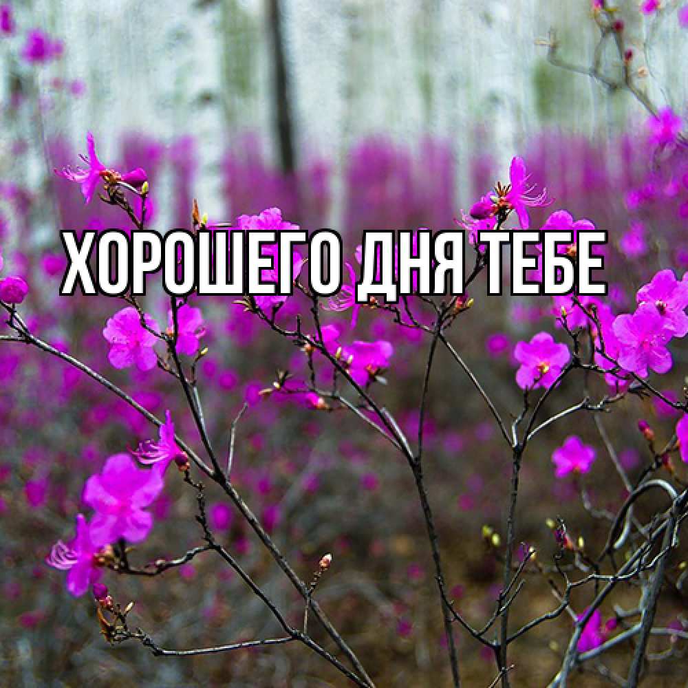 Открытка на каждый день с именем, Родной Люблю тебя дикие цветы Прикольная открытка с пожеланием онлайн скачать бесплатно 