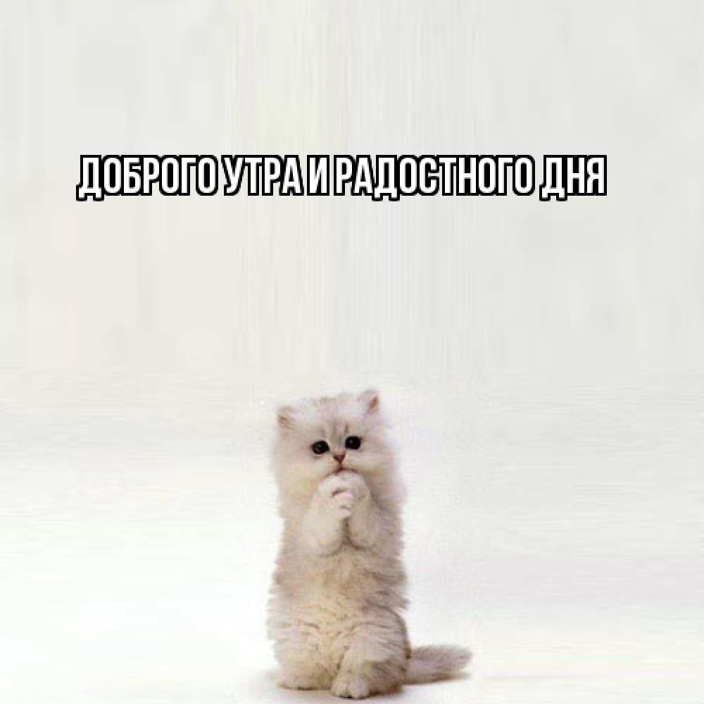 Открытка на каждый день с именем, Ия Не грусти все будет хорошо грустный кот Прикольная открытка с пожеланием онлайн скачать бесплатно 