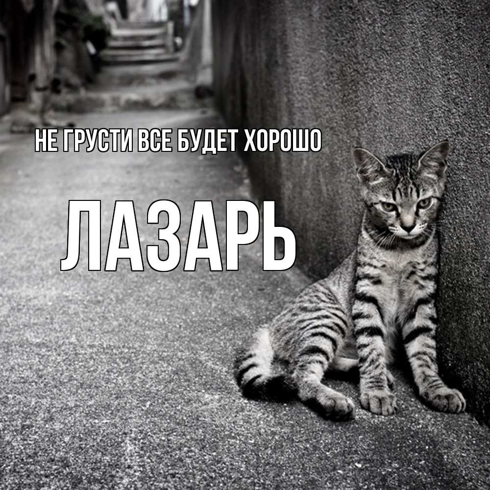 Открытка на каждый день с именем, Лазарь Не грусти все будет хорошо скучающий котик Прикольная открытка с пожеланием онлайн скачать бесплатно 