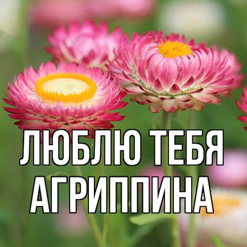 Открытка с именем, Агриппина, Люблю тебя