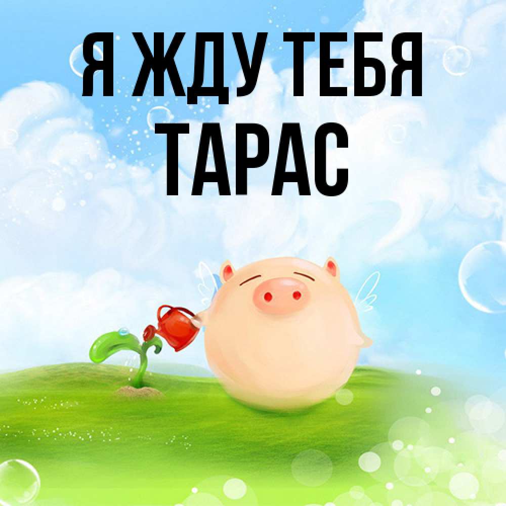 Открытка на каждый день с именем, Тарас Я жду тебя позитивная свинюшка Прикольная открытка с пожеланием онлайн скачать бесплатно 