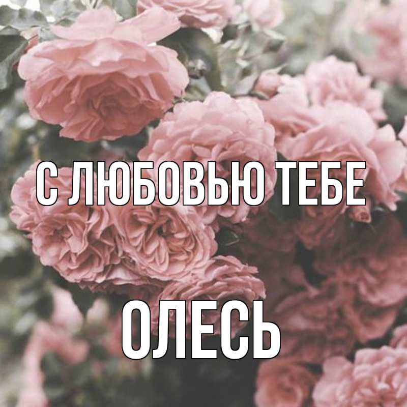 Картинка С любовью тебе, Олесь