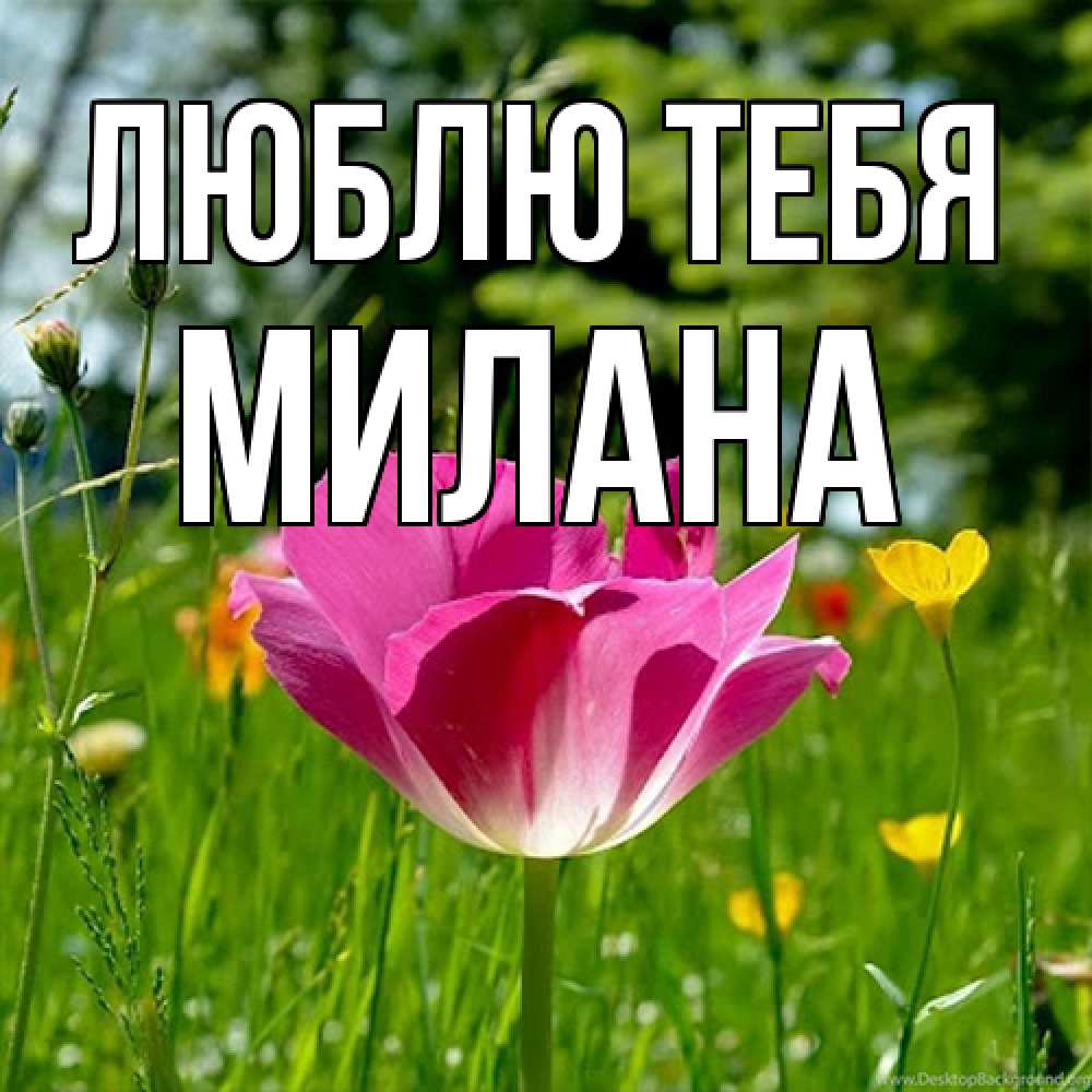 Открытка на каждый день с именем, Милана Люблю тебя полевые цветы Прикольная открытка с пожеланием онлайн скачать бесплатно 