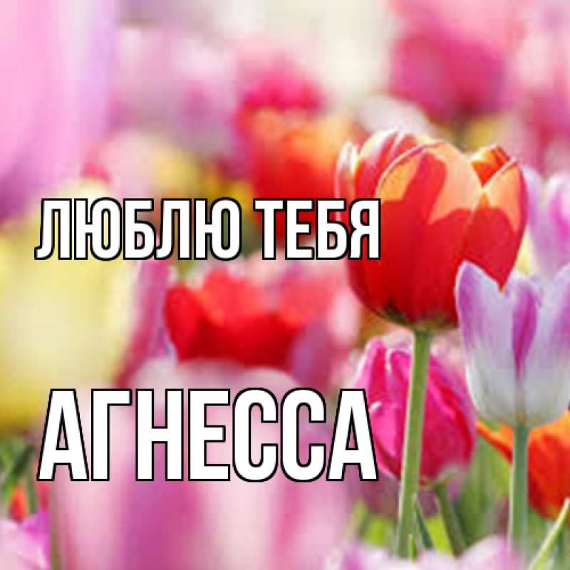 Картинка Люблю тебя, Агнесса
