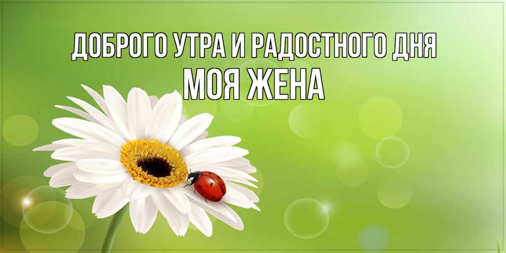 Открытка на каждый день с именем, Моя-жена Доброго утра и радостного дня зеленый фон и ромашка Прикольная открытка с пожеланием онлайн скачать бесплатно 