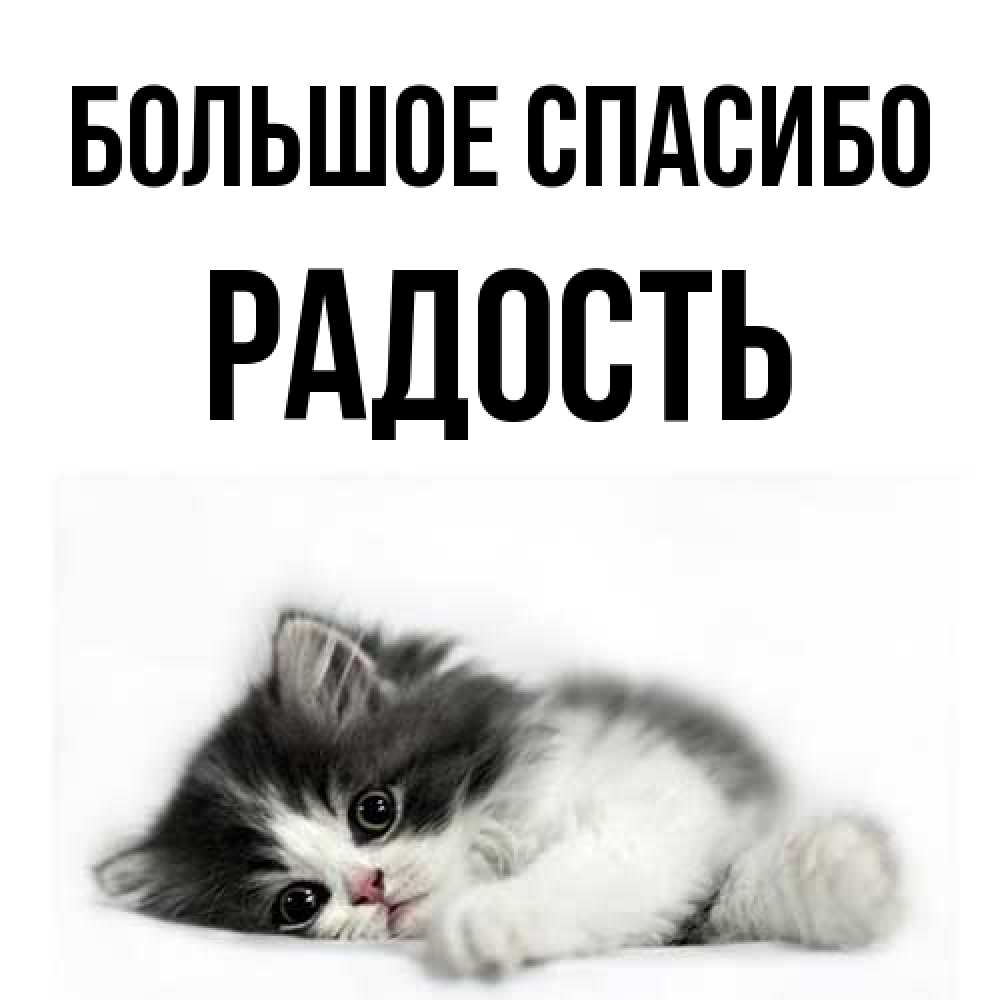 Открытка на каждый день с именем, Радость Большое спасибо черный и белый кот Прикольная открытка с пожеланием онлайн скачать бесплатно 